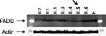 Mouse IgG (H+L) Highly Cross-Adsorbed Secondary Antibody in Western Blot (WB)