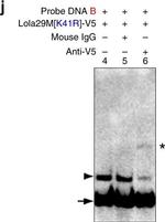 Mouse IgG Isotype Control