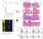 MHC Class II (I-A/I-E) Antibody in Flow Cytometry (Flow)