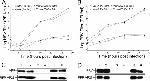 Pseudorabies Virus Antibody in Western Blot (WB)