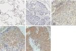 SAPCD2 Antibody in Immunohistochemistry (IHC)