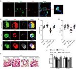 FOXP3 Antibody in Immunohistochemistry, Immunocytochemistry (IHC, ICC/IF)