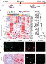 IL-6 Antibody in Immunohistochemistry (IHC)