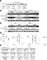 AHR Antibody in Western Blot (WB)