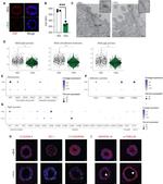Cytokeratin 18 Antibody in Immunohistochemistry (PFA fixed) (IHC (PFA))