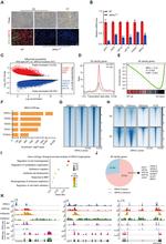 Cytokeratin 18 Antibody in Immunocytochemistry (ICC/IF)