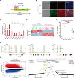 Cytokeratin 18 Antibody in Immunocytochemistry (ICC/IF)
