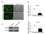 MAGED2 Antibody in Western Blot (WB)