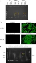 PRSS3 Antibody in Immunocytochemistry (ICC/IF)