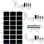 Galectin 1 Antibody in Western Blot, Immunocytochemistry (WB, ICC/IF)