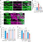 ATP5A1 Antibody in Immunohistochemistry (IHC)