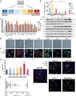 Cytokeratin 8 Antibody in Immunocytochemistry (ICC/IF)