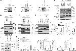 IFIT1 Antibody in Western Blot (WB)