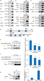 EMC6 Antibody in Western Blot, Immunoprecipitation (WB, IP)