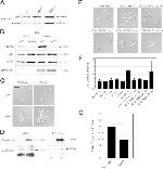 PGK1 Antibody in Western Blot (WB)