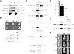 PGK1 Antibody in Western Blot (WB)