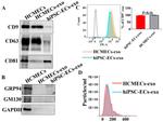 CD9 Antibody in Western Blot (WB)