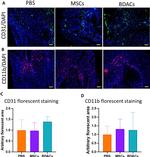 CD11b Monoclonal Antibody (M1/70.15)