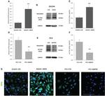 HPa1 Antibody in Western Blot, Immunocytochemistry (WB, ICC/IF)