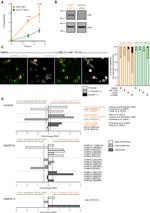 Galectin 3 Antibody in Immunocytochemistry (ICC/IF)