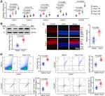 CXCR2 Antibody in Western Blot, Immunohistochemistry (WB, IHC)