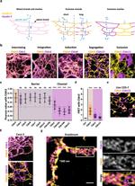 Claudin 3 Antibody in Immunohistochemistry, Immunocytochemistry (IHC, ICC/IF)