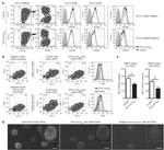 CD11c Antibody in Flow Cytometry (Flow)