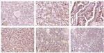 MMP9 Antibody in Immunohistochemistry (IHC)