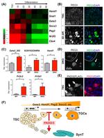 PEG3 Antibody in Immunocytochemistry (ICC/IF)