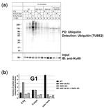 Ku80 Antibody in Western Blot (WB)