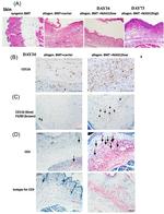 F4/80 Antibody in Immunohistochemistry (IHC)