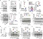 IRF7 Antibody in Flow Cytometry (Flow)