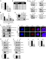 NUP188 Antibody in Western Blot, Immunoprecipitation (WB, IP)