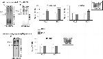 NDUFB6 Antibody in Western Blot (WB)