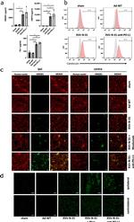 HMGB1 Antibody in Immunocytochemistry (ICC/IF)