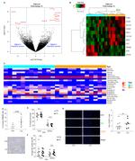 TMEM62 Antibody in Immunohistochemistry (IHC)