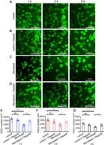 RBPMS Antibody in Immunohistochemistry (IHC)