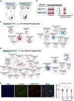 AKR1B10 Antibody in Immunocytochemistry (ICC/IF)