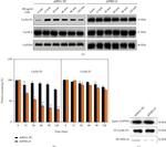 FBXL16 Antibody in Western Blot (WB)
