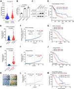 RETSAT Antibody in Western Blot, Immunohistochemistry (WB, IHC)