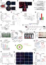 RETSAT Antibody in Western Blot, Immunohistochemistry (WB, IHC)