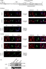 Calreticulin Antibody in Immunocytochemistry (ICC/IF)