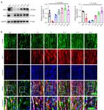 MAG Antibody in Western Blot (WB)
