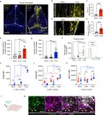 CD86 (B7-2) Antibody in Flow Cytometry (Flow)