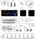 DDX27 Antibody in Western Blot (WB)