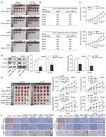 DDX27 Antibody in Immunohistochemistry (IHC)