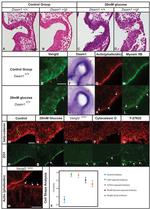 ZO-1 Antibody in Immunohistochemistry (IHC)