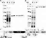 SynGAP Antibody in Western Blot (WB)