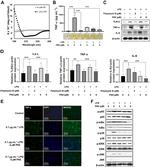 IL-6 Polyclonal Antibody