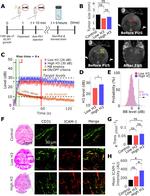 CD54 (ICAM-1) Antibody in Immunohistochemistry (IHC)
